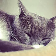 Grizouille a rejoint le concours — aidez-le/la à gagner de superbes lots ! cat, sleeping, gray_cat, white_fur, close_up, whiskers, fur, pet, domestic_animal, resting, cozy, blanket, animal, cute, relaxation, indoor, nap, feline, soft, peaceful