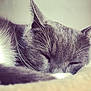 cat, sleeping, gray_cat, white_fur, close_up, whiskers, fur, pet, domestic_animal, resting, cozy, blanket, animal, cute, relaxation, indoor, nap, feline, soft, peaceful