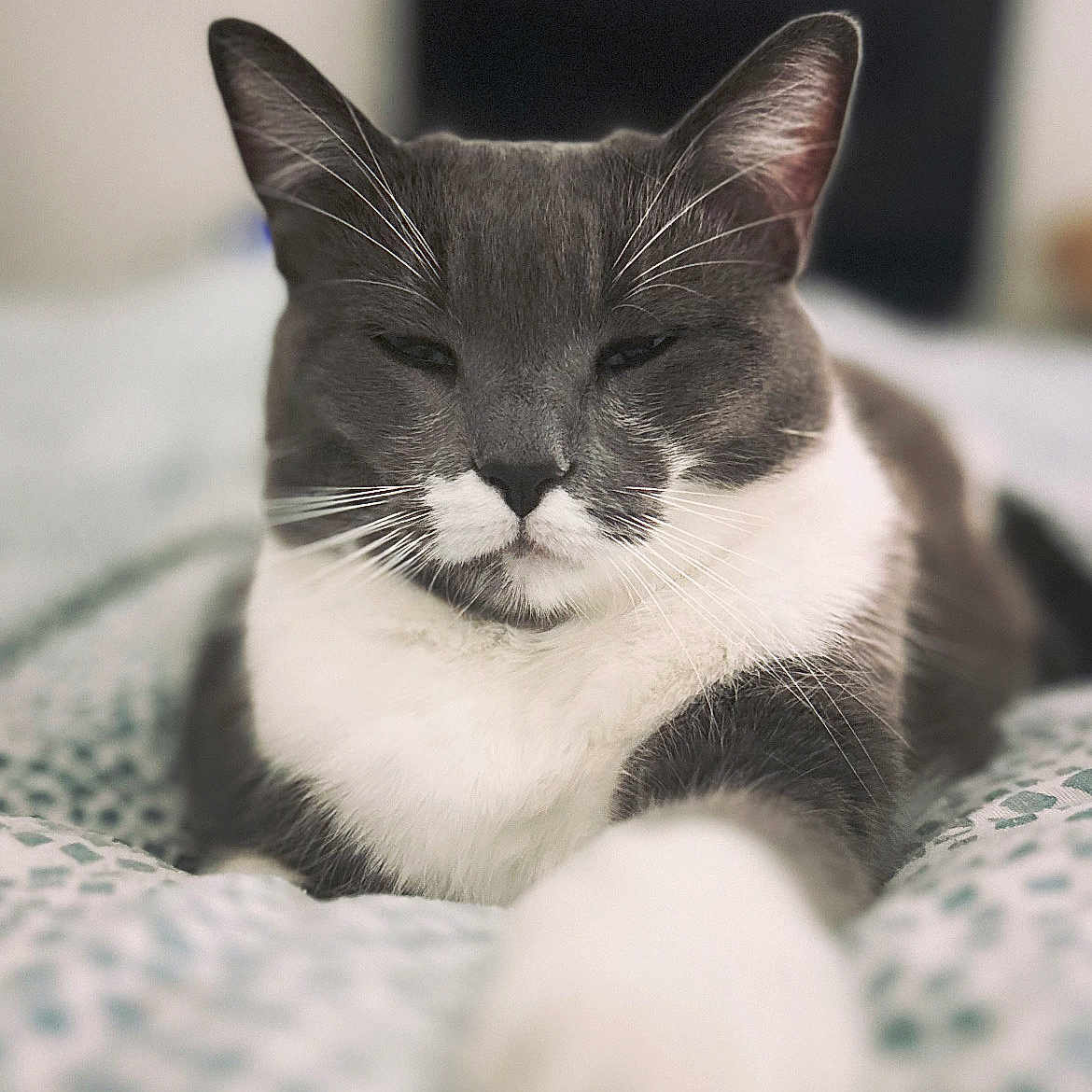Grizouille participe au concours pour gagner de l'argent avec cette photo : animal, bed, blanket, cat, close_up, cute, domestic_cat, feline, fur, gray_cat, home, indoor, paw, pet, portrait, relaxed, resting, sleepy, whiskers, white_cat