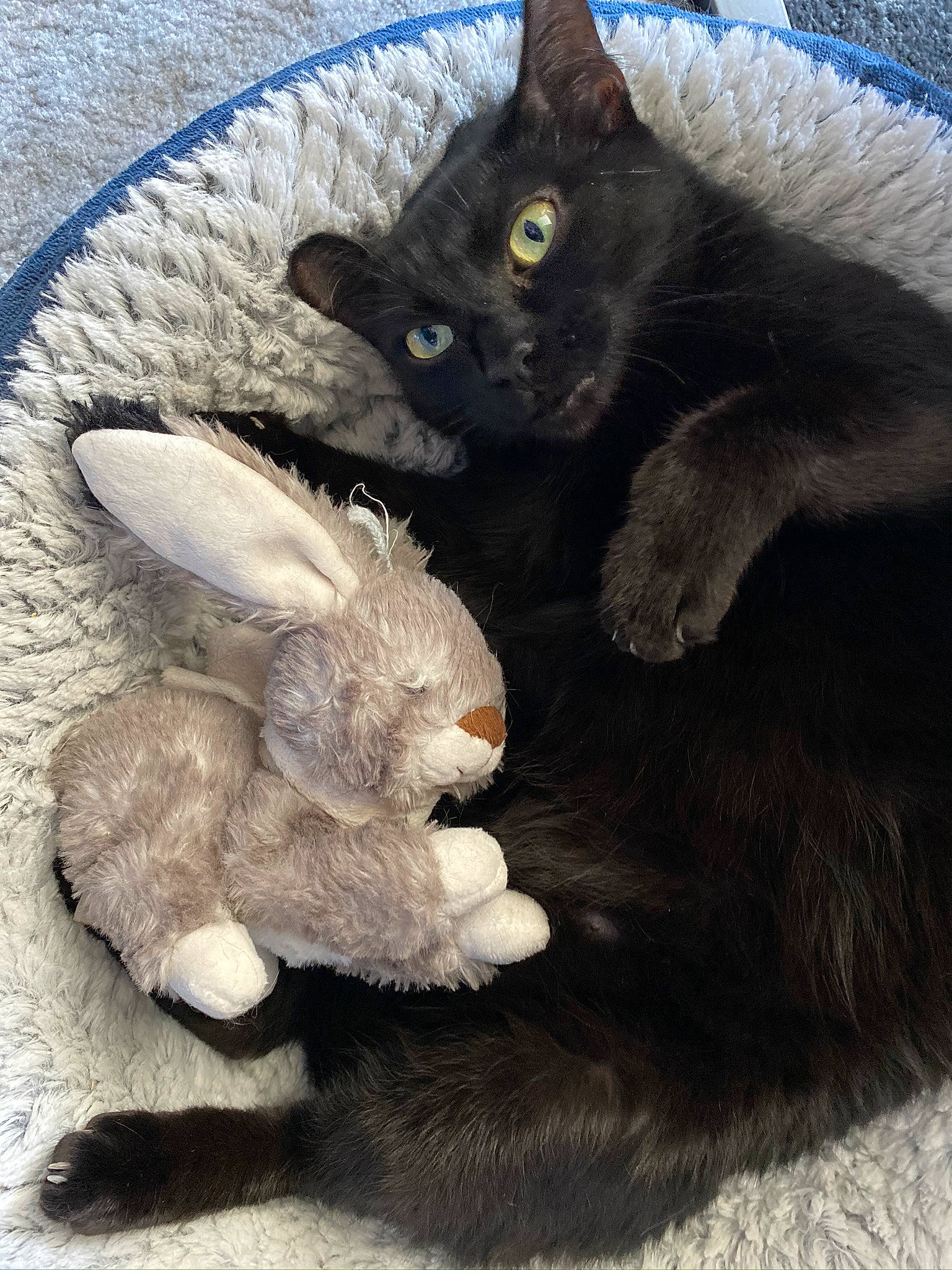 Chipie a rejoint le concours — aidez-le/la à gagner de superbes lots ! black_cat, bombay, carnivore, cat, cat_toy, claw, comfort, domestic_short_haired_cat, fawn, felidae, gesture, grey, mammal, paw, small_to_medium_sized_cats, snout, tail, toy, vertebrate, whiskers