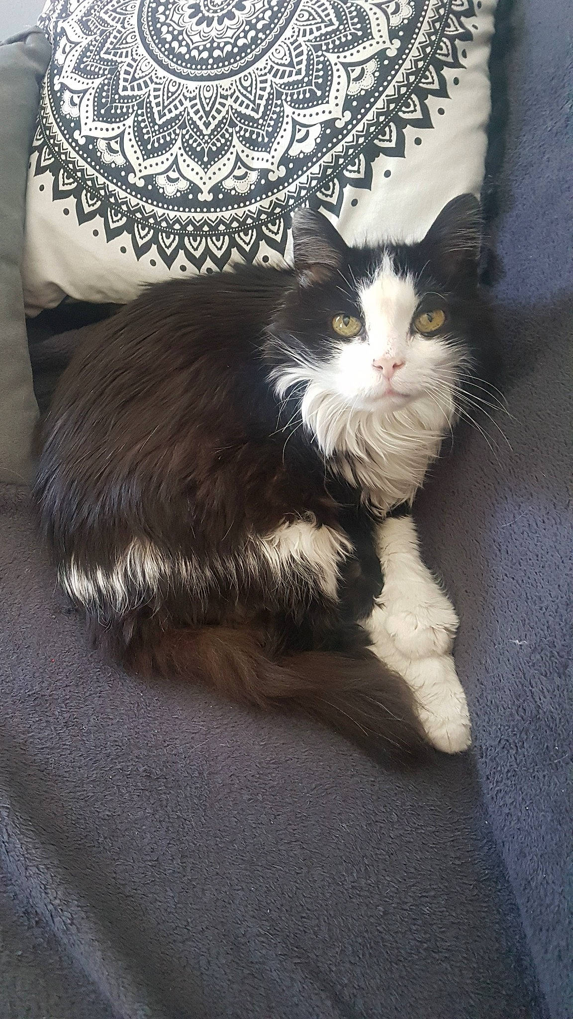 Chippeur a rejoint le concours — aidez-le/la à gagner de superbes lots ! american_wirehair, carnivore, cat, cymric, domestic_long_haired_cat, domestic_short_haired_cat, felidae, fur, kitten, maine_coon, mammal, norwegian_forest_cat, polydactyl_cat, small_to_medium_sized_cats, tail, whiskers