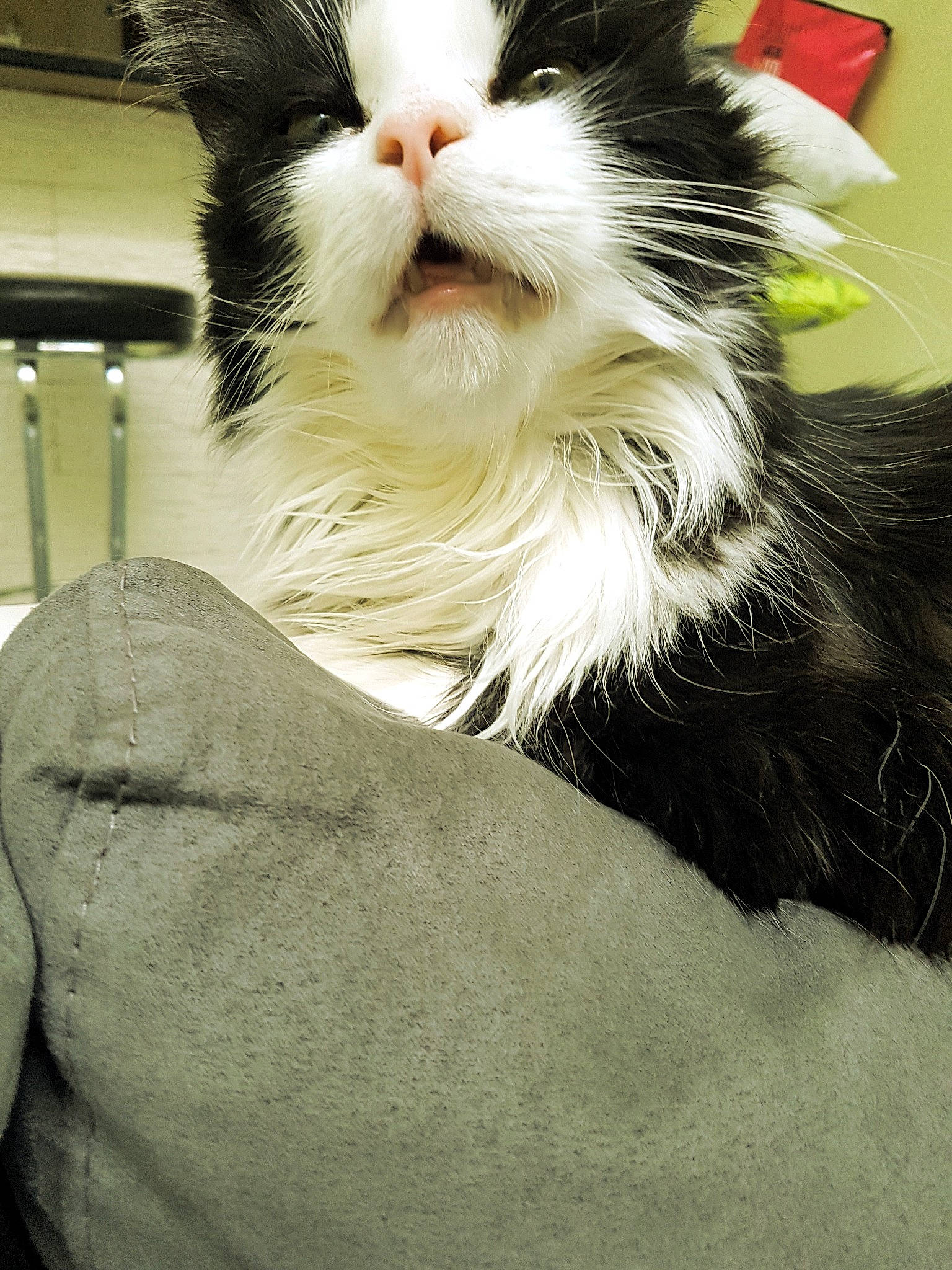 Chippeur participe au concours pour gagner de l'argent avec cette photo : carnivore, cat, domestic_long_haired_cat, felidae, fur, norwegian_forest_cat, small_to_medium_sized_cats, snout, whiskers