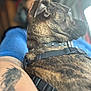 dog, brindle, collar, harness, person, tattoo, arm, blue_shirt, close_up, indoor, blurred_background, pet, companion, animal, furry, sitting, human, casual, comfort, lap