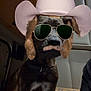 Kane joined the competition — help win amazing prizes! dog, cowboy_hat, sunglasses, mustache, indoor, cardboard_box, pet, animal, brown, black, white_spots, collar, costume, funny, portrait, seated, canine, accessory, cute, disguise