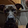 Kane is registered to the contest to win money with this photo: dog, indoor, cardboard_box, wooden_cabinet, dark_fur, white_patch, curious, pet, animal, close-up, face, ears, collar, shadow, dim_lighting, home, furniture, person_partial, curly_hair, floor