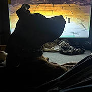 Kane is registered to the contest to win money with this photo: dog, silhouette, television, indoor, dark, light, shadow, collar, floor, blanket, relaxing, pet, animal, home, screen, evening, quiet, cozy, resting, background