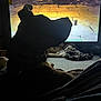 dog, silhouette, television, indoor, dark, light, shadow, collar, floor, blanket, relaxing, pet, animal, home, screen, evening, quiet, cozy, resting, background