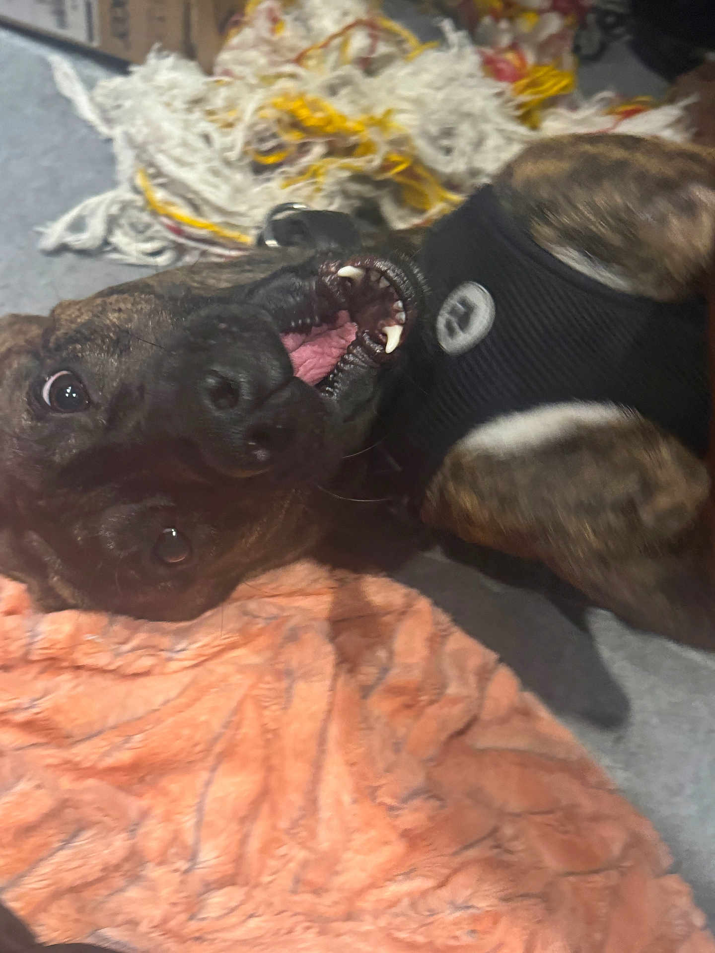 Kane is registered to the contest to win money with this photo: dog, playful, lying_down, teeth, tongue, harness, blanket, fabric, indoor, pet, canine, fur, snout, mouth_open, animal, closeup, floor, domestic, resting, messy