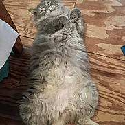 B.b joined the competition — help win amazing prizes! cat, fluffy_cat, gray_fur, long_hair, lying_on_back, belly, paws, tail, whiskers, eyes, ears, indoor, wooden_floor, pet, relaxed, playful, closeup, cute, mammal, home