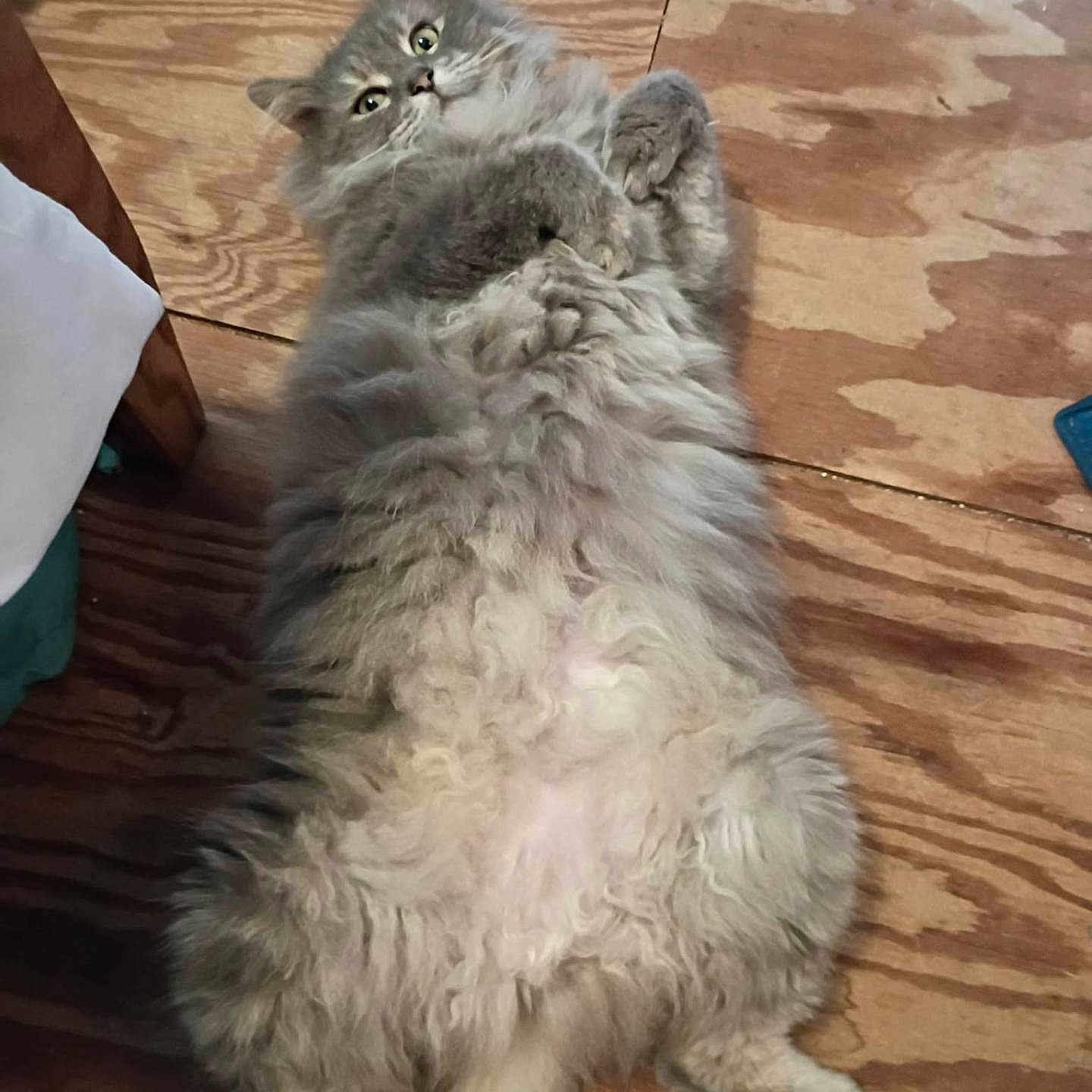 B.b joined the competition — help win amazing prizes! belly, cat, closeup, cute, ears, eyes, fluffy_cat, gray_fur, home, indoor, long_hair, lying_on_back, mammal, paws, pet, playful, relaxed, tail, whiskers, wooden_floor