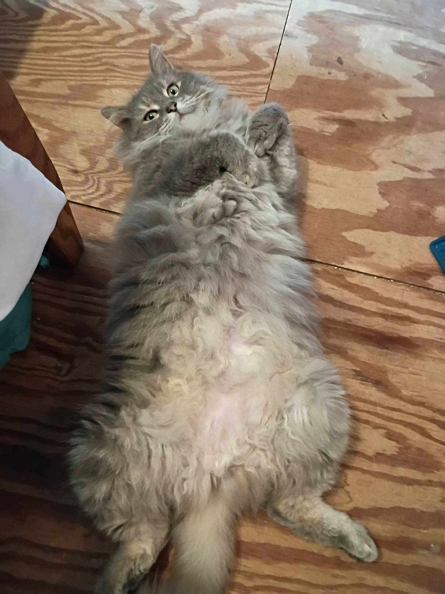 B.b joined the competition — help win amazing prizes! cat, fluffy_cat, gray_fur, long_hair, lying_on_back, belly, paws, tail, whiskers, eyes, ears, indoor, wooden_floor, pet, relaxed, playful, closeup, cute, mammal, home