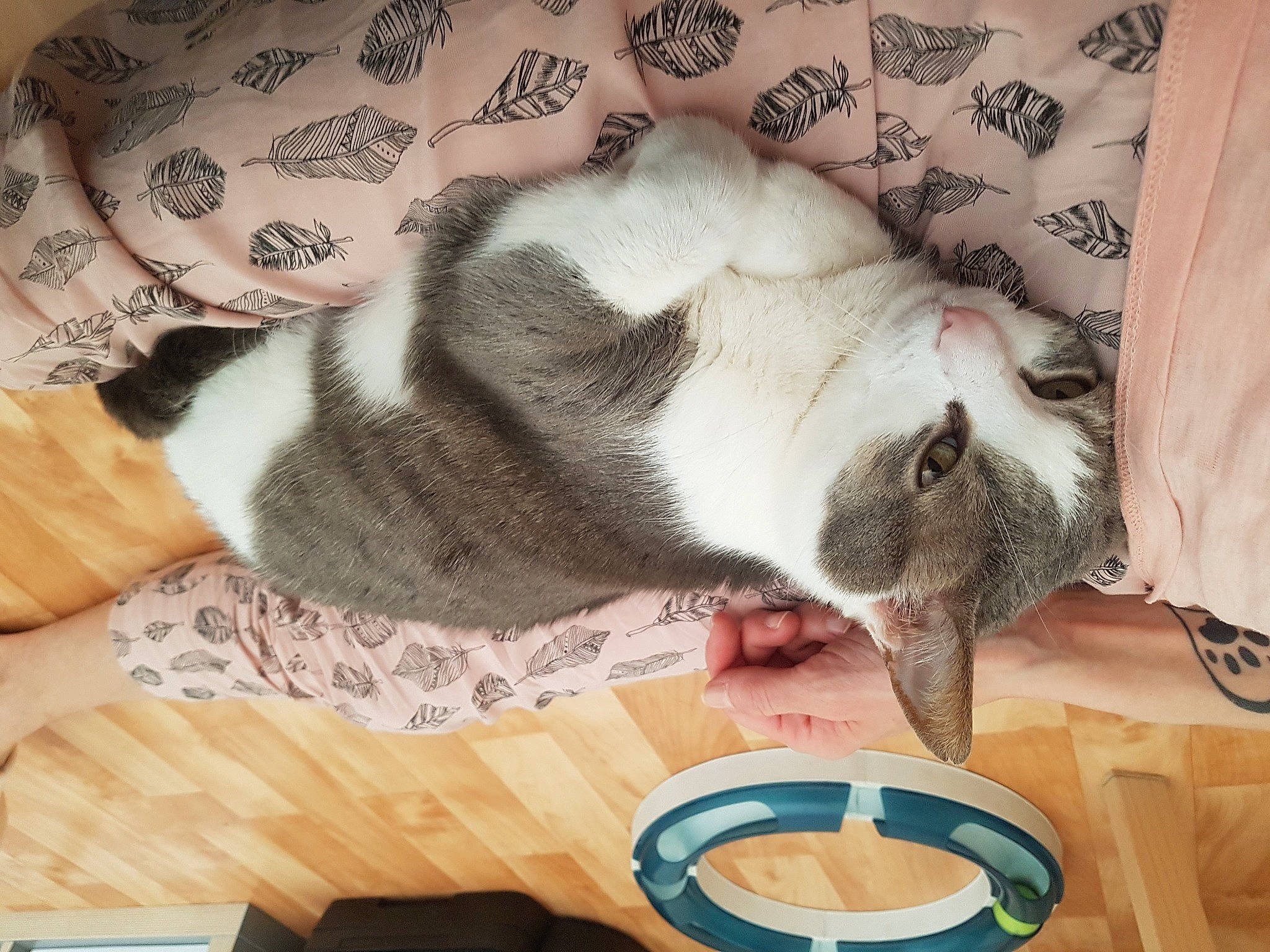 Frippon a rejoint le concours — aidez-le/la à gagner de superbes lots ! carnivore, cat, comfort, dishware, domestic_short_haired_cat, fawn, felidae, flooring, fur, grey, hardwood, paw, plate, pottery, serveware, small_to_medium_sized_cats, tableware, tail, whiskers, wood