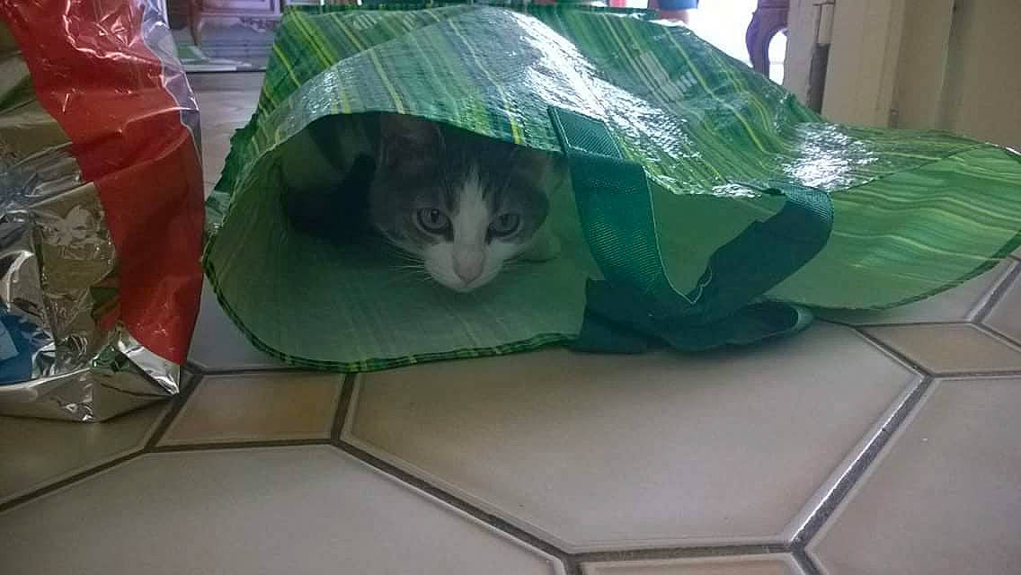 Frippon a rejoint le concours — aidez-le/la à gagner de superbes lots ! bag, basket, box, carnivore, cat, domestic_short_haired_cat, felidae, fur, grass, green, leaf_vegetable, pet_supply, plastic, plastic_bag, room, small_to_medium_sized_cats, table, tail, vegetable, whiskers