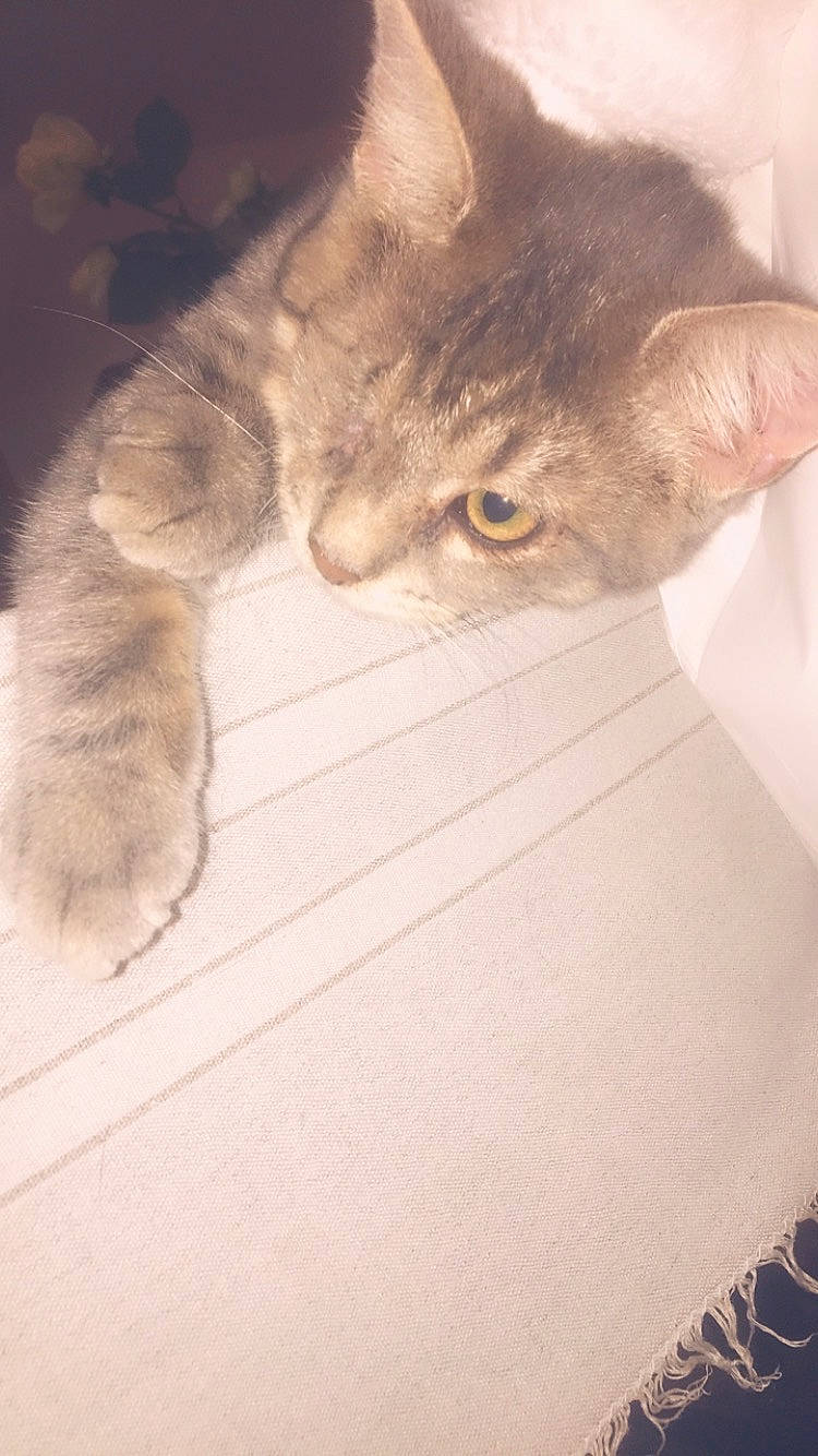 Boris a rejoint le concours — aidez-le/la à gagner de superbes lots ! asian, british_semi_longhair, british_shorthair, burmilla, carnivore, cat, domestic_short_haired_cat, ear, european_shorthair, fawn, felidae, fur, german_rex, kitten, paw, polydactyl_cat, small_to_medium_sized_cats, tail, whiskers