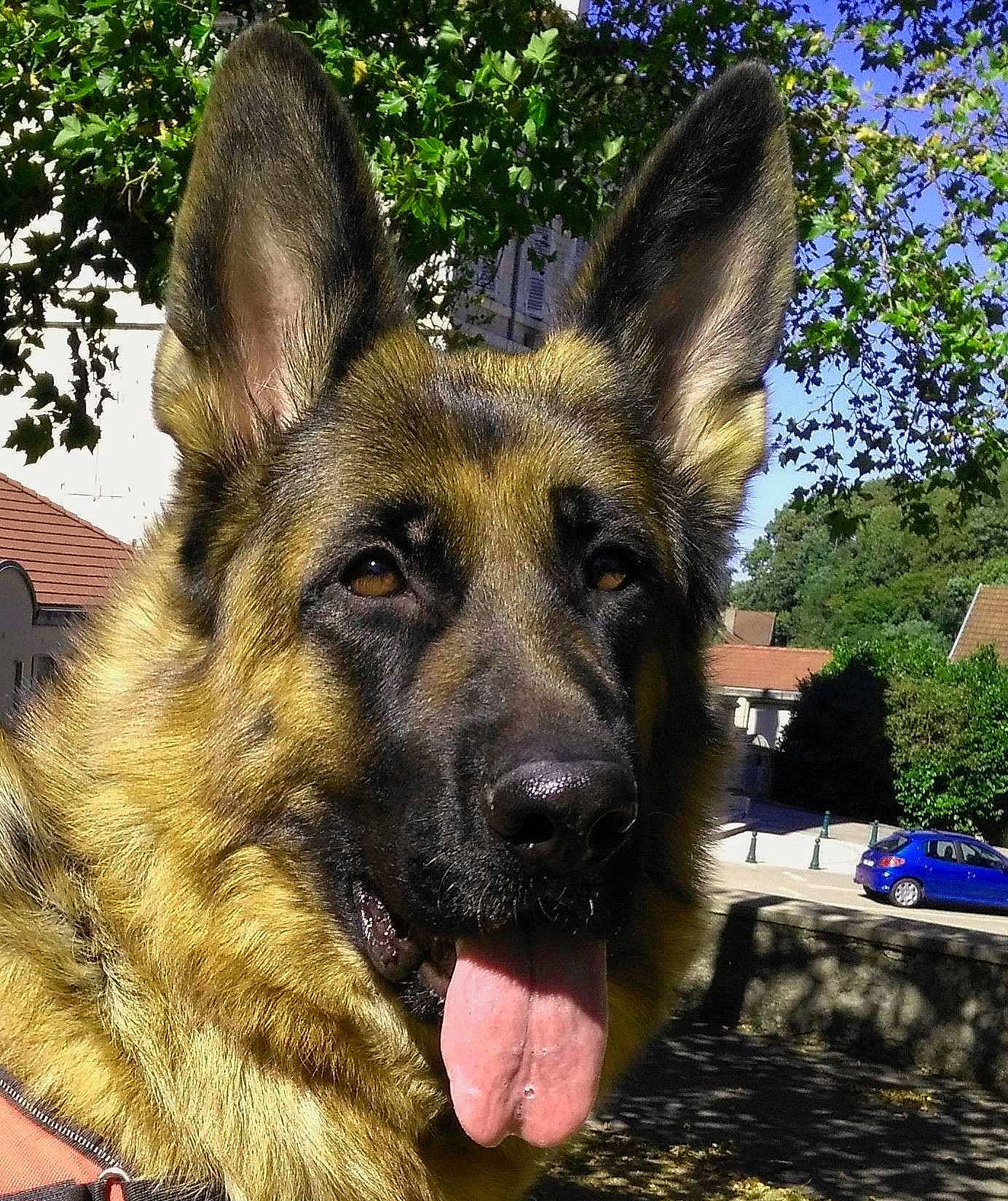Mandy a rejoint le concours — aidez-le/la à gagner de superbes lots ! canidae, carnivore, companion_dog, dog, dog_breed, east_european_shepherd, fawn, fur, german_shepherd_dog, grass, herding_dog, king_shepherd, old_german_shepherd_dog, plant, snout, sporting_group, terrestrial_animal, tree, working_animal, working_dog