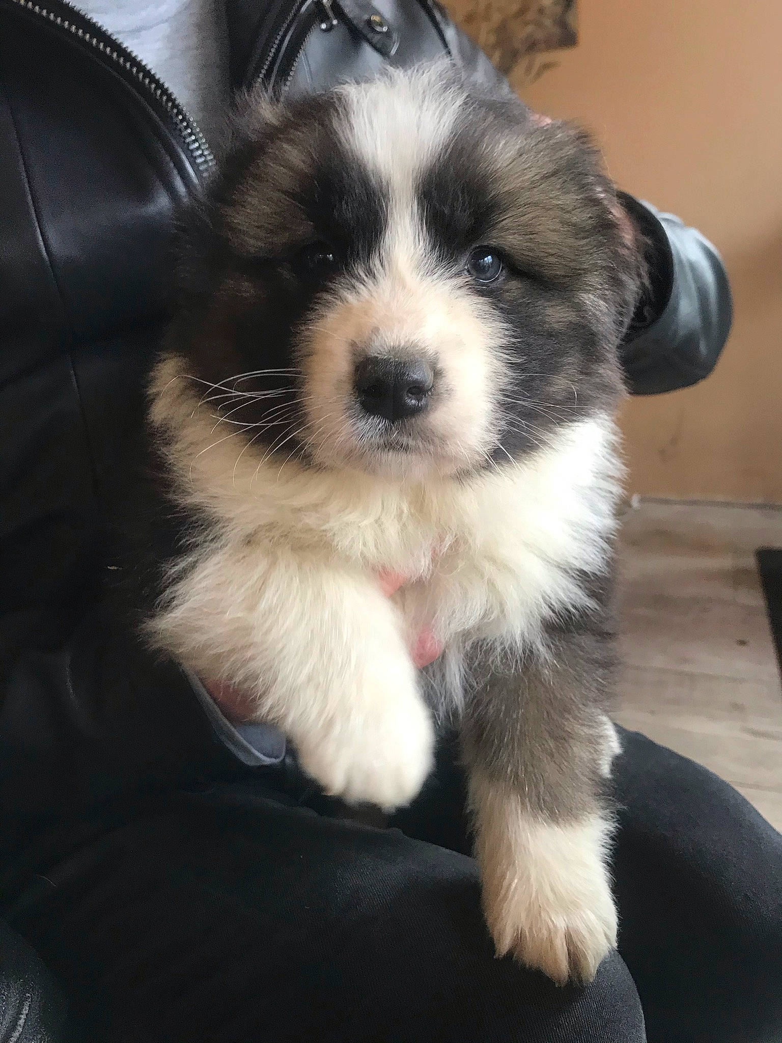 Slash participe au concours pour gagner de l'argent avec cette photo : beaglier, canidae, carnivore, companion_dog, dog, dog_breed, fur, non_sporting_group, paw, puppy_love, snout, sporting_group, toy_dog, whiskers, working_animal, working_dog