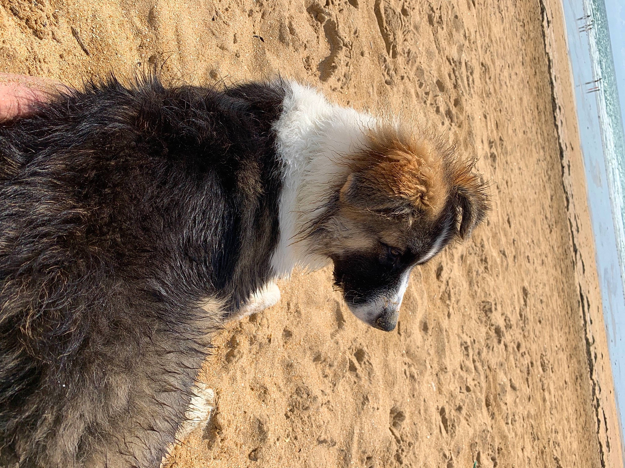 Slash participe au concours pour gagner de l'argent avec cette photo : beach, carnivore, claw, fawn, fur, landscape, livestock, rock, snout, soil, terrestrial_animal, water, wood, zoo