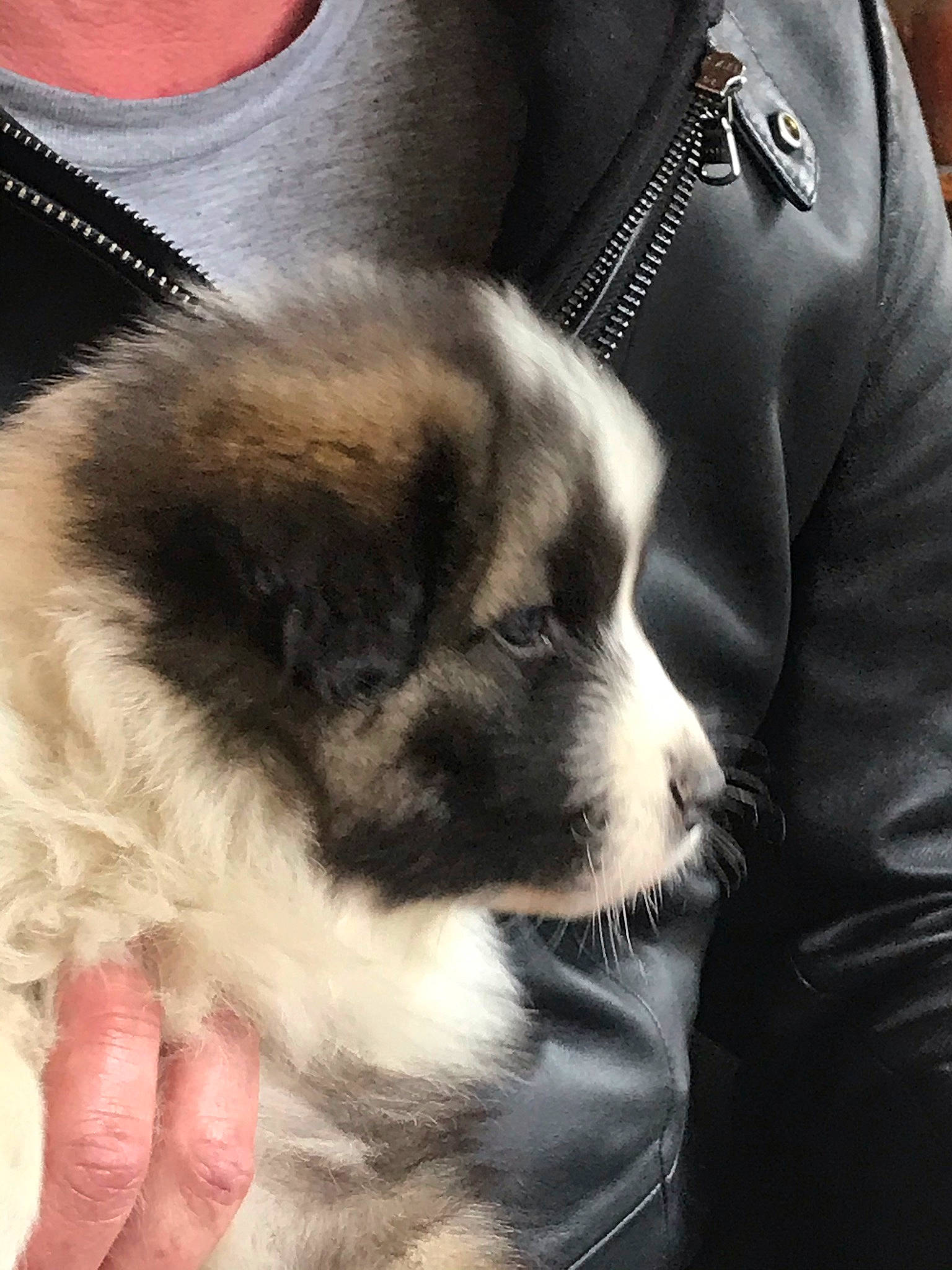 Slash a rejoint le concours — aidez-le/la à gagner de superbes lots ! carnivore, comfort, companion_dog, dog, dog_breed, elbow, foot, fur, hand, paw, puppy_love, sitting, sleeve, snout, sporting_group, t_shirt, tail, toy_dog, whiskers, working_animal