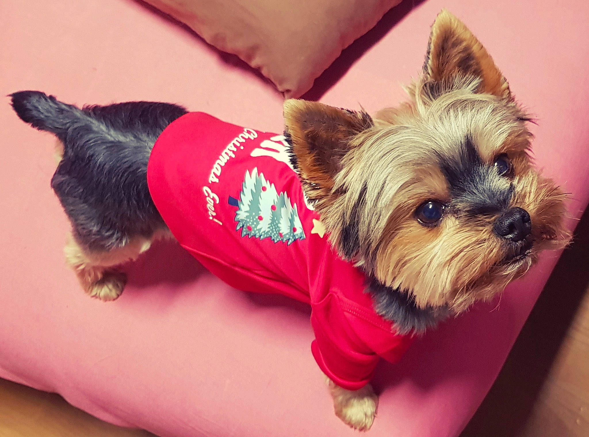 Mustang participe au concours pour gagner de l'argent avec cette photo : canidae, carnivore, companion_dog, dog, dog_breed, dog_clothes, dog_supply, fashion_accessory, fawn, flooring, fur, mammal, pet_supply, small_terrier, snout, sporting_group, toy_dog, vertebrate, working_animal, yorkshire_terrier