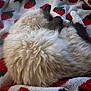 animal, blanket, cat, comfort, cozy, cute, domestic_cat, fluffy, fur, indoor, mammal, nap, paws, pet, relaxed, resting, sleeping, soft, strawberry_pattern, whiskers