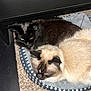 animal, black_cat, carpet, cat, close_together, companion, cozy, cream_cat, curious, cute, domestic_cat, fur, furniture, home, indoor, pet_bed, relaxed, resting, sleepy, two_animals