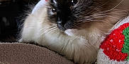 Soul joined the competition — help win amazing prizes! blanket, cat, closeup, comfort, cozy, domestic_animal, ears, face, feline, fluffy, fur, indoor, patterned_blanket, pet, quiet, relaxed, resting, soft_texture, warm, whiskers