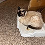 animal, black, box, brown, cardboard_boxes, carpet, cat, cute, feline, floor, fluffy, home, indoor, pet, red_eye, relaxed, resting, siamese_cat, styrofoam, white