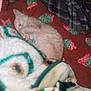 Sandi is registered to the contest to win money with this photo: animal, blanket, comfort, cozy, cute, cute_pet, domestic_cat, fur, furry, indoors, kitten, nap, orange_cat, patterned_blanket, pet, resting, sleeping, small, soft, warm