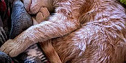 Sandi is registered to the contest to win money with this photo: animal, blanket, cat, close_up, comfort, cozy, curled_up, cushion, domestic_cat, feline, fur, ginger_cat, indoor, napping, pet, relaxation, resting, sleeping, soft_texture, warm