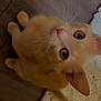 Sandi joined the competition — help win amazing prizes! animal, cat, close_up, curious, cute, domestic_cat, ears, feline, floor, fur, indoor, looking_up, orange_cat, pet, rug, sitting, tail, whiskers, wooden_floor, young_cat