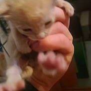 Sandi is registered to the contest to win money with this photo: animal, blur, cat, claws, close_up, cute, domestic_cat, feline, fingers, furry, hand, holding, indoor, kitten, orange_cat, paw, pet, playing, small, young