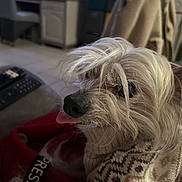 Jazz participe au concours pour gagner de l'argent avec cette photo : animal, blanket, blurred_background, canine, close_up, cozy, cute, dog, face, fur, furniture, household, indoor, long_hair, pet, resting, small_dog, sweater, tongue_out, white_fur