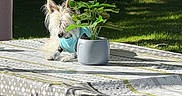 Jazz participe au concours pour gagner de l'argent avec cette photo : blue_shirt, colorful, daylight, dog, fur, garden, grass, greenery, outdoor, pattern, pet, plant, playhouse, potted_plant, relaxing, shadow, sunlight, table, tablecloth, wood