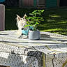 blue_shirt, colorful, daylight, dog, fur, garden, grass, greenery, outdoor, pattern, pet, plant, playhouse, potted_plant, relaxing, shadow, sunlight, table, tablecloth, wood