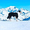 adventure, animal, blue_sky, border_collie, canine, cold, dog, fur, landscape, mountains, nature, outdoor, pet, profile, scenery, sky, snow, snowy_peak, standing, winter