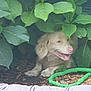 dog, pet, outdoor, greenery, leaves, garden, mulch, toy, happy, smiling, fur, canine, nature, shade, hiding, cushion, playful, resting, animal, summer