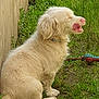 Bobby participe au concours pour gagner de l'argent avec cette photo : dog, sitting, grass, outdoor, tongue_out, fluffy, cream_colored, pet, animal, play_toy, collar, nature, cute, canine, fur, side_view, relaxed, happy, yard, daytime