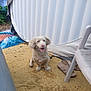 Bobby participe au concours pour gagner de l'argent avec cette photo : dog, pet, outdoor, yellow_floor, plastic_chair, sandals, inflatable_structure, happy, sitting, fur, canine, playful, domestic_animal, pink_nose, sunlight, shadow, texture, relaxing, summer, nature