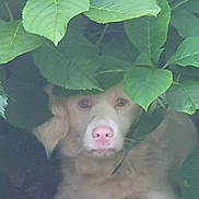Bobby participe au concours pour gagner de l'argent avec cette photo : dog, pet, animal, leaves, greenery, nature, outdoor, canopy, curious, fur, snout, eyes, hidden, camouflage, bush, plant, quiet, resting, shade, cute