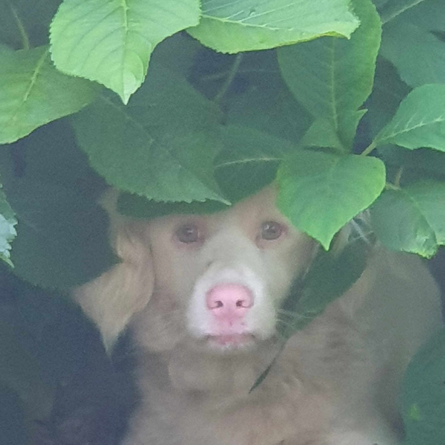 Bobby