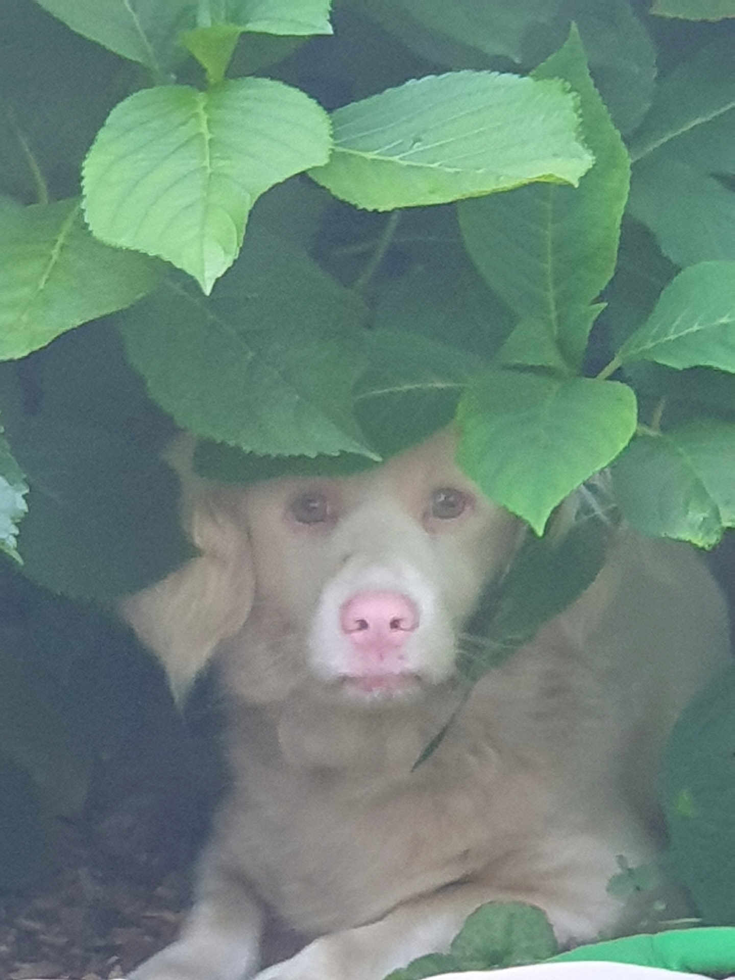 Bobby participe au concours pour gagner de l'argent avec cette photo : dog, pet, animal, leaves, greenery, nature, outdoor, canopy, curious, fur, snout, eyes, hidden, camouflage, bush, plant, quiet, resting, shade, cute