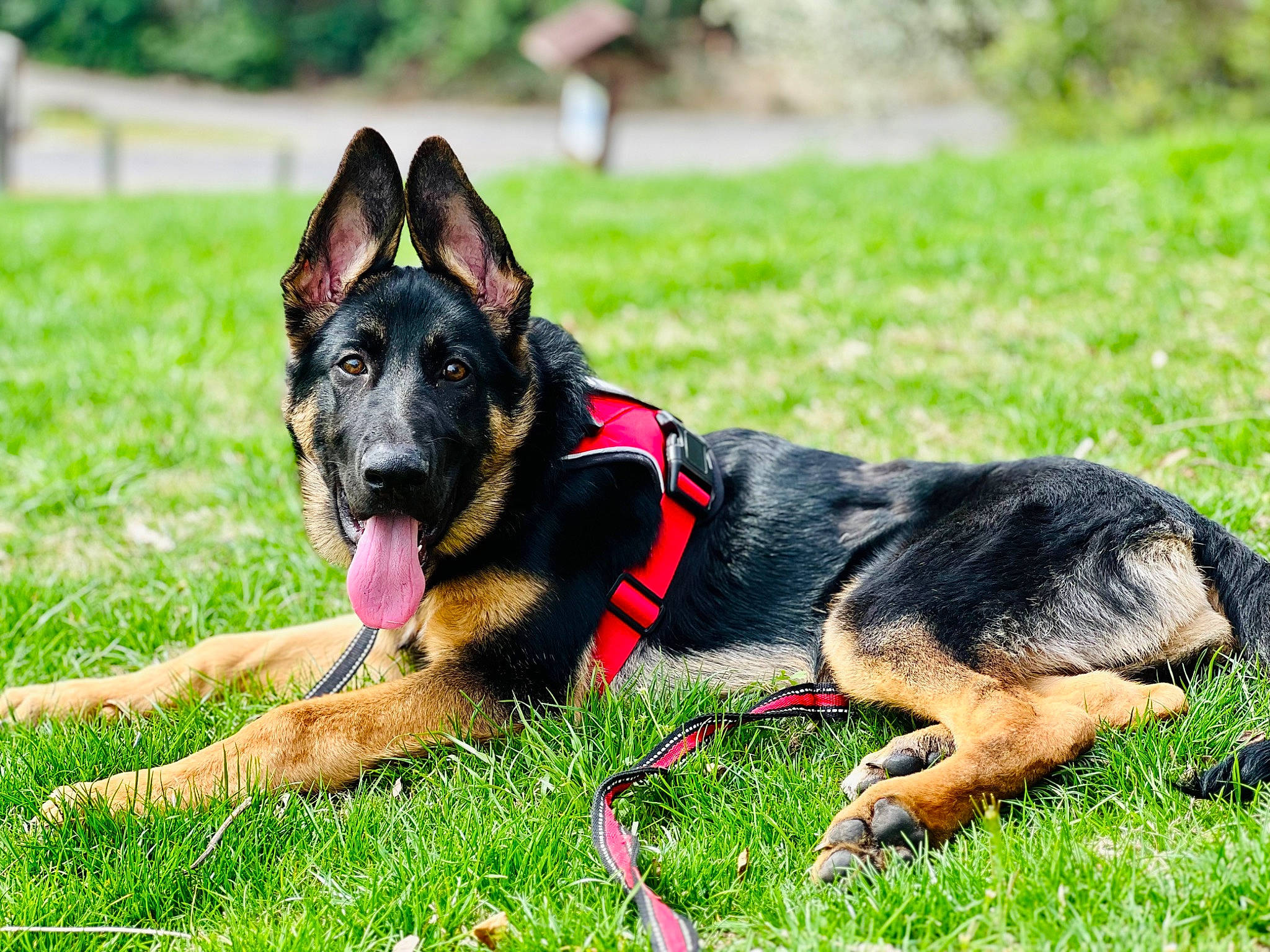 Kaiser joined the competition — help win amazing prizes! canidae, carnivore, collar, companion_dog, dog, dog_breed, dog_supply, event, fire, german_shepherd_dog, grass, guard_dog, herding_dog, king_shepherd, old_german_shepherd_dog, plant, snout, sporting_group, working_animal, working_dog