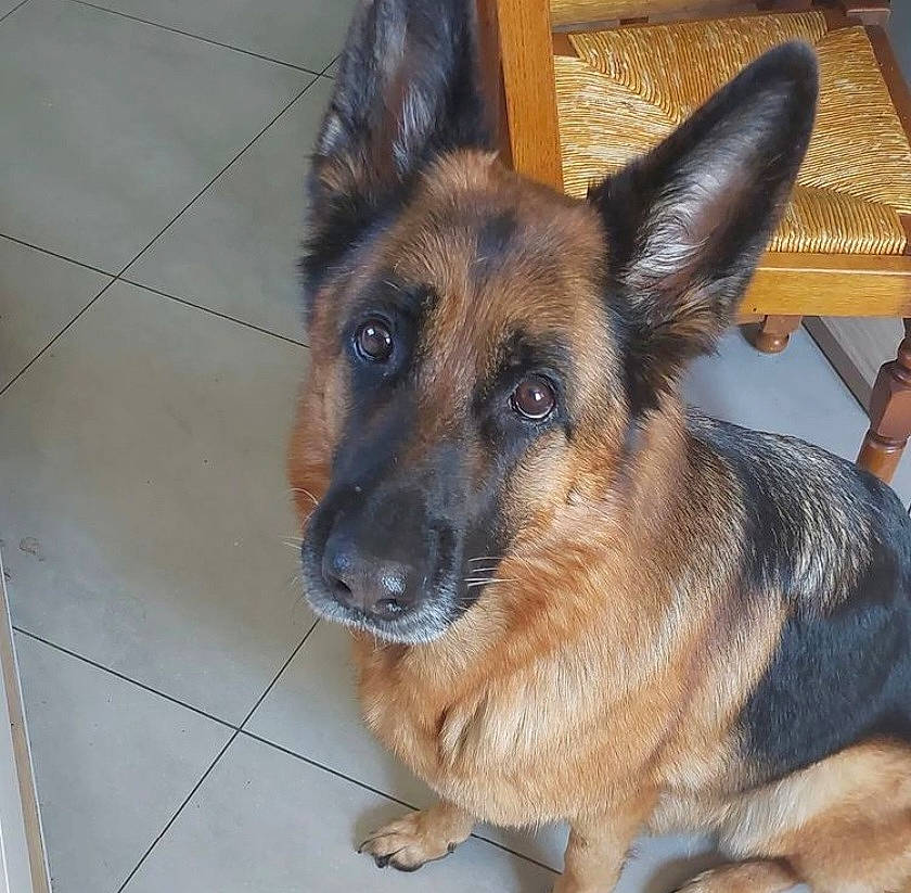 Ashley a rejoint le concours — aidez-le/la à gagner de superbes lots ! canidae, carnivore, companion_dog, dog, dog_breed, east_european_shepherd, fawn, flooring, fur, german_shepherd_dog, herding_dog, plant, snout, sporting_group, terrestrial_animal, tile_flooring, whiskers, working_dog