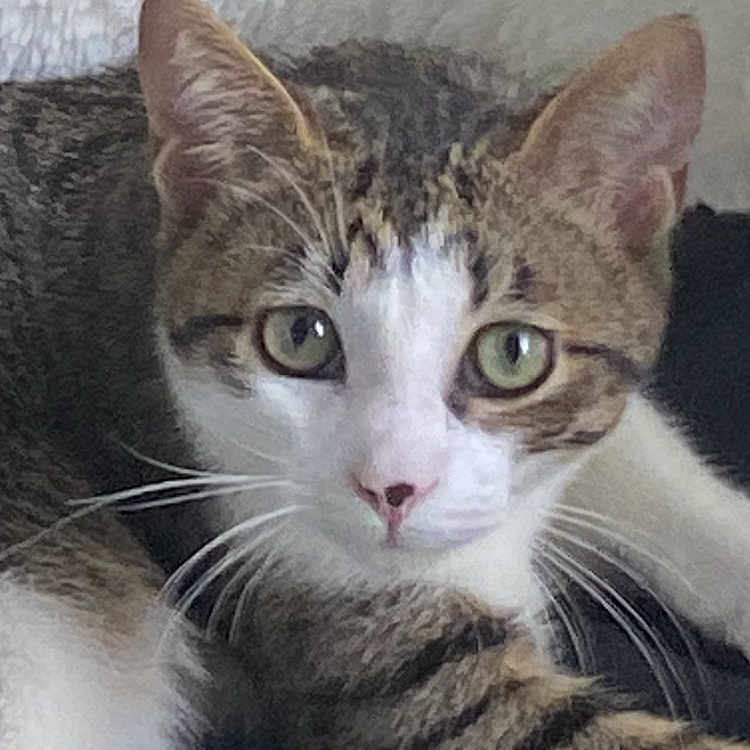 Eren participe au concours pour gagner de l'argent avec cette photo : animal, background, cat, close_up, cozy, cute, domestic_cat, ears, face, feline, fur, green_eyes, indoor, lying_down, paws, pet, relaxed, soft_texture, tabby, whiskers