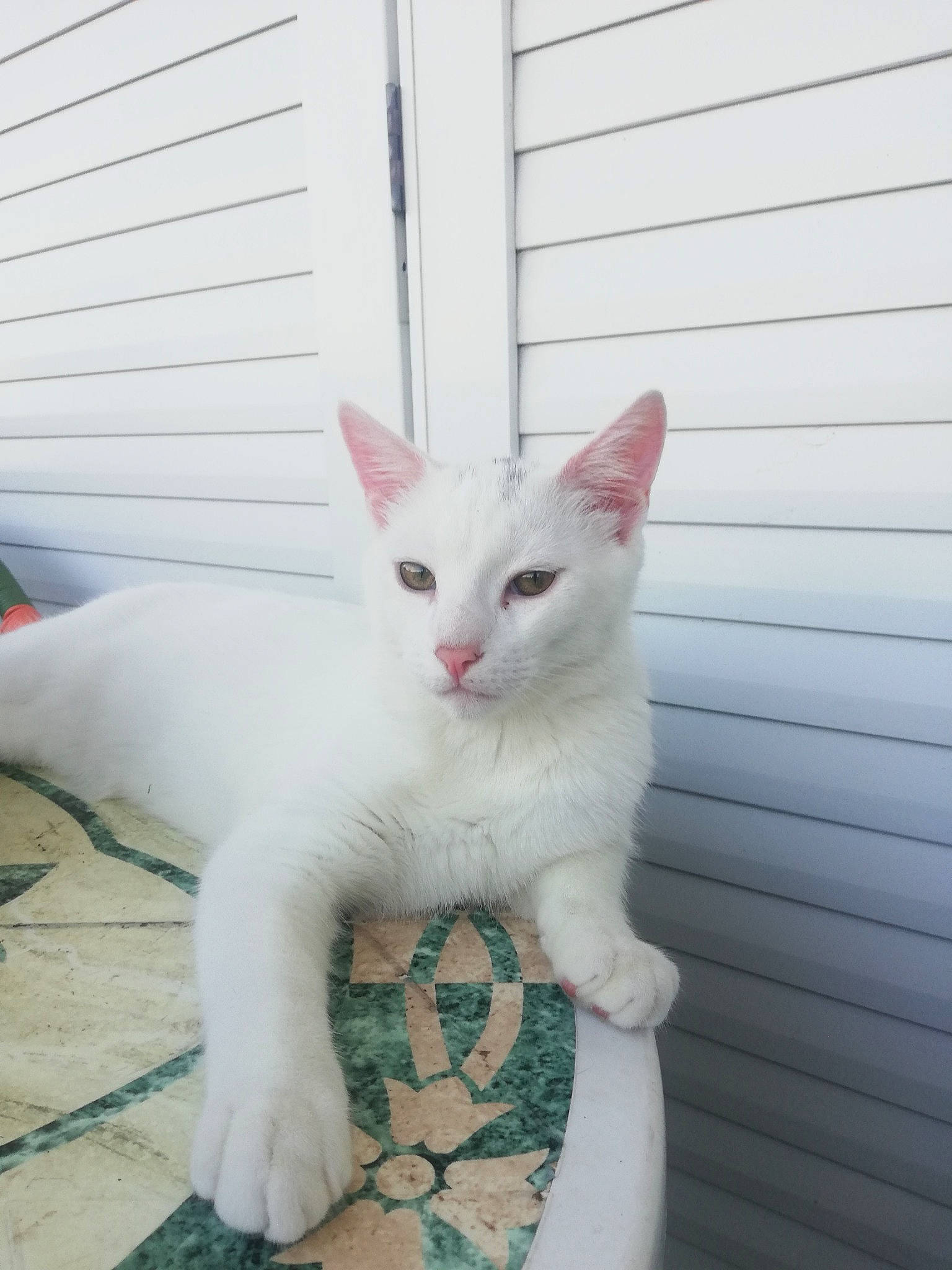 Scrat a rejoint le concours — aidez-le/la à gagner de superbes lots ! aegean_cat, carnivore, cat, domestic_short_haired_cat, felidae, khao_manee, kitten, mammal, small_to_medium_sized_cats, tail, turkish_angora, turkish_van, vertebrate, whiskers