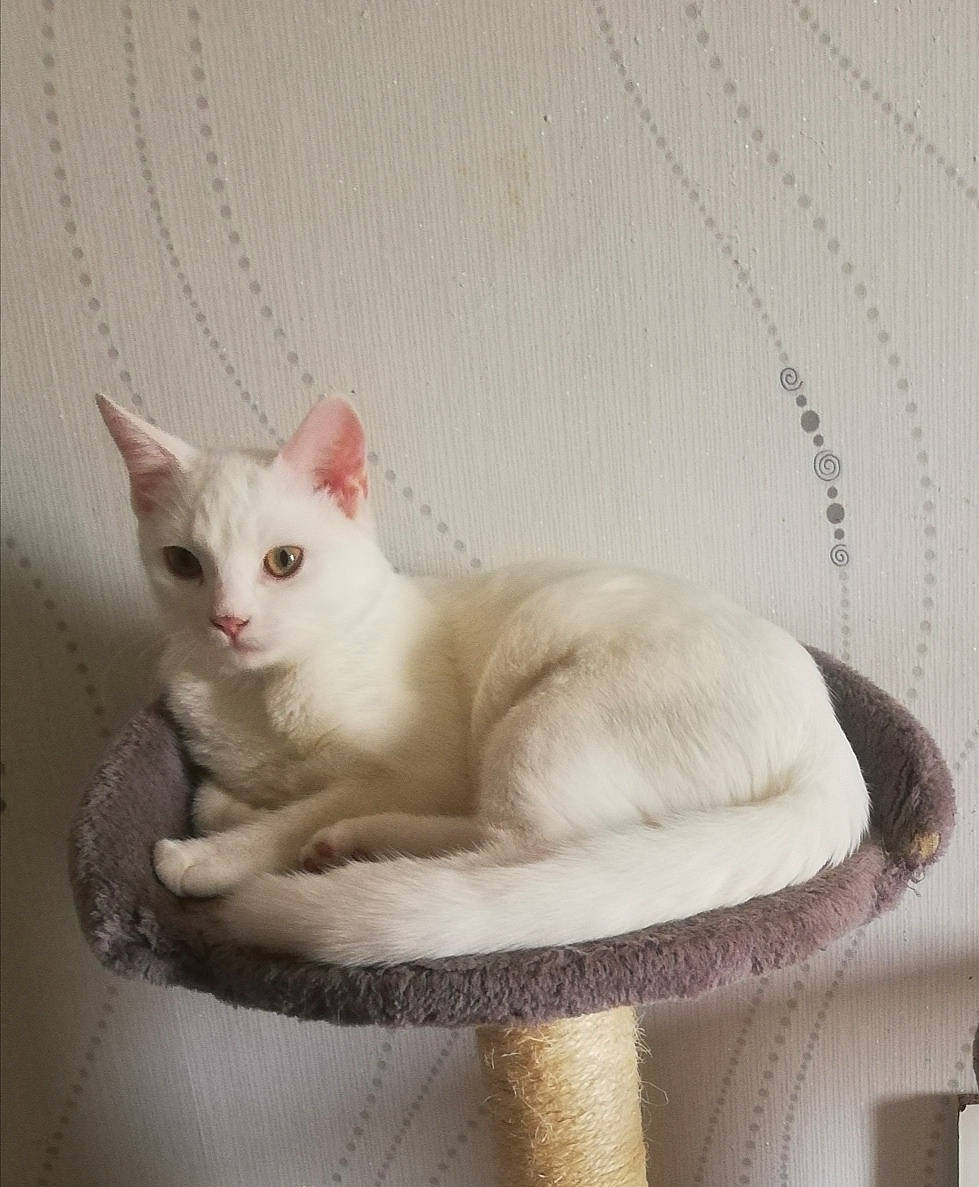 Charlotte a rejoint le concours — aidez-le/la à gagner de superbes lots ! asian, burmilla, carnivore, cat, colorpoint_shorthair, domestic_short_haired_cat, fawn, felidae, javanese, khao_manee, kitten, mammal, paw, ragdoll, small_to_medium_sized_cats, tail, turkish_angora, turkish_van, vertebrate, whiskers