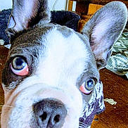 Apollon participe au concours pour gagner de l'argent avec cette photo : animal, boston_terrier, canine, close_up, companion, curious, dog, domestic, ears, eyes, face, fur, indoor, nose, patterned_shirt, paw, pet, pet_bed, whiskers, wooden_floor