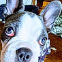 animal, boston_terrier, canine, close_up, companion, curious, dog, domestic, ears, eyes, face, fur, indoor, nose, patterned_shirt, paw, pet, pet_bed, whiskers, wooden_floor