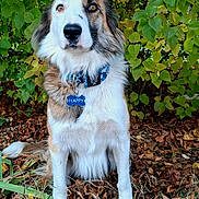 Happy a rejoint le concours — aidez-le/la à gagner de superbes lots ! dog, portrait, outdoor, garden, leaves, autumn, fluffy, long_hair, sitting, pet, collar, tag, blue_collar, white_fur, brown_fur, black_fur, facial_markings, grass, foliage, natural_light