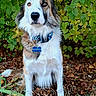 dog, portrait, outdoor, garden, leaves, autumn, fluffy, long_hair, sitting, pet, collar, tag, blue_collar, white_fur, brown_fur, black_fur, facial_markings, grass, foliage, natural_light